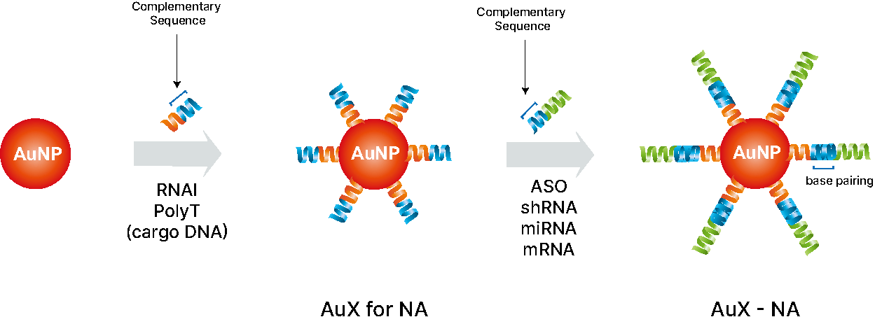 AuX-NA 도식: 금나노입자 AuX에 RNA 치료제가 결합되어 세포 내로 전달되는 AuX-Nucleic Acid 시스템 구조