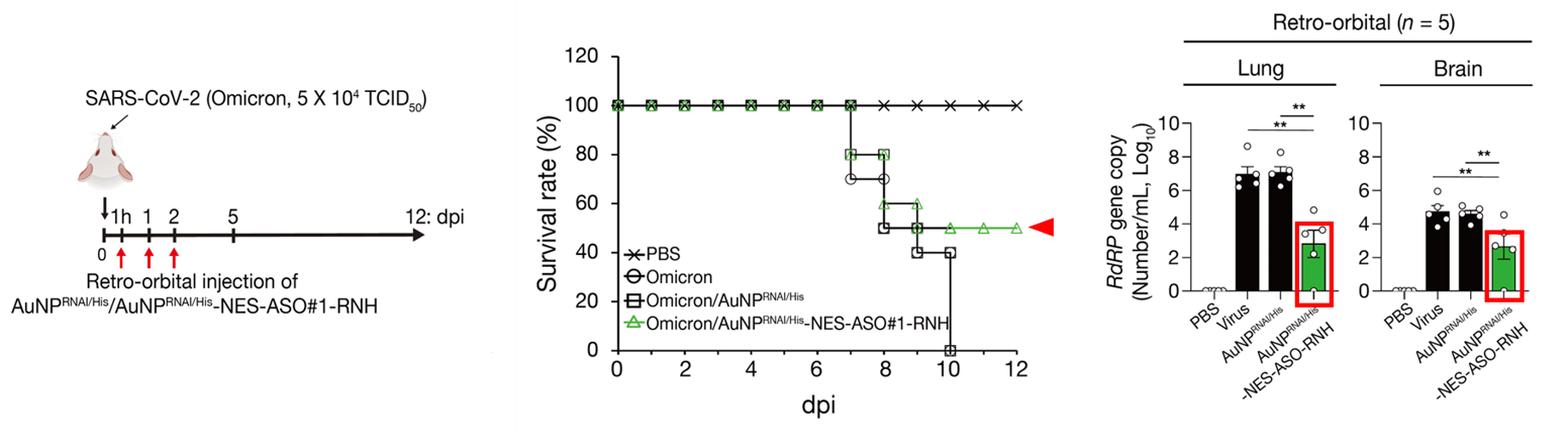 투여 스케줄, 생존율, 폐와 뇌의 RdRP gene copy number 그래프